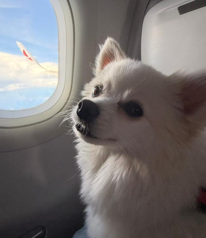 Controles veterinarios y de serología